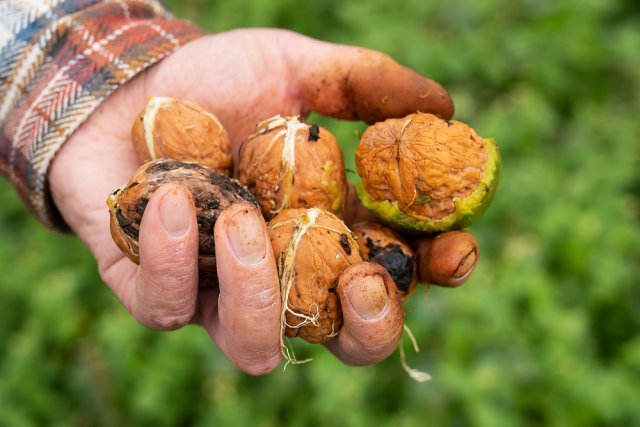 Чтобы грецкие орехи долго хранились, не теряли своих вкусовых качеств и полезных свойств, плоды с деревьев нужно, во-первых, вовремя и правильно собрать, и, во-вторых, как следует высушить