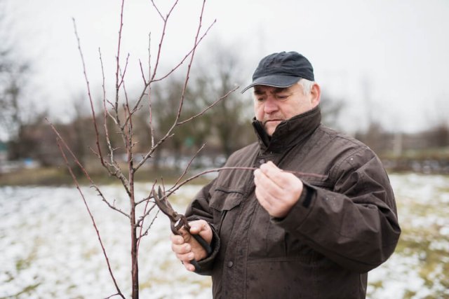 Pruning trees and bushes in winter