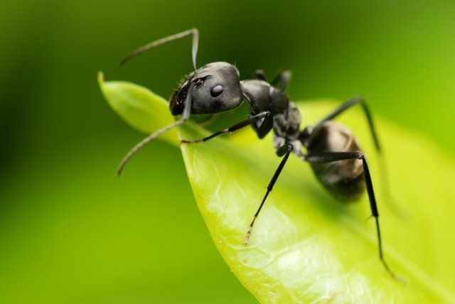 садовый муравей