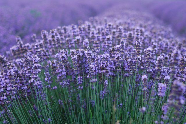 Macro of lavender plant. herbal landscape of aromatic plant. 