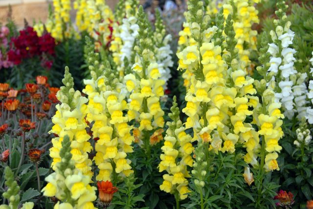 cluster of yellow White Snapdragon Dog flowers
