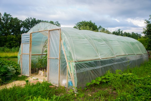greenhouse in the garden summer