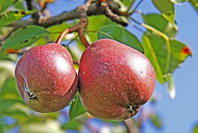 лучшие самоплодные сорта яблоня груша слива черешня алыча абрикос