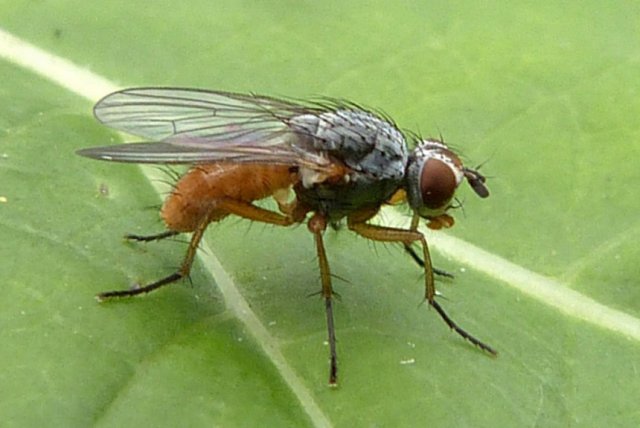 свекловичная минирующая муха