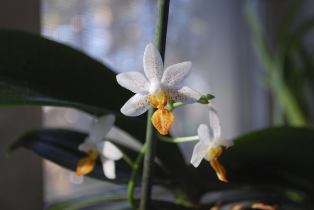 мини-орхидея