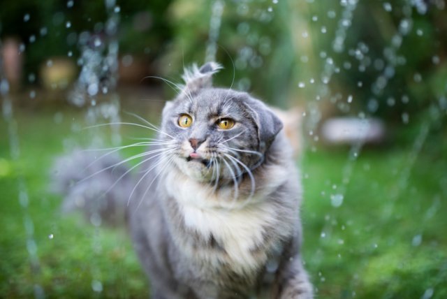 кошка и вода