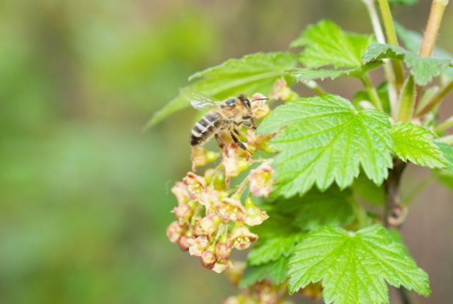 Смородину опыляют пчелы