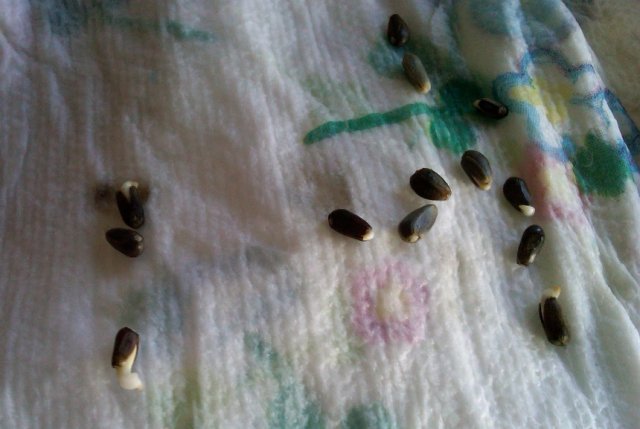 семена артишока