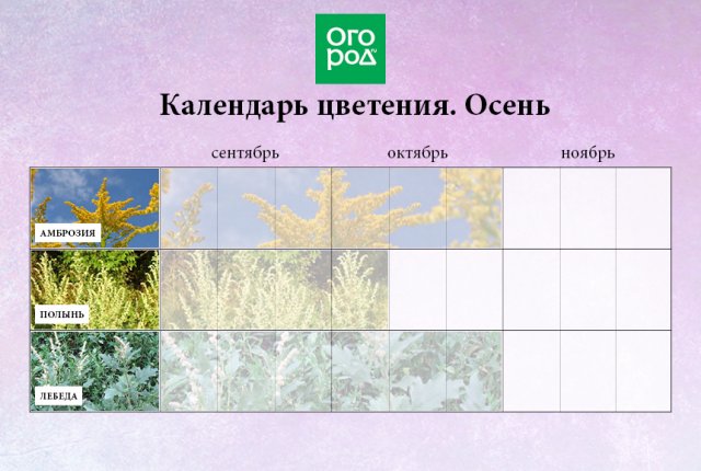 Календарь цветения для аллергиков 2024. Календарь цветения. Таблица цветения для аллергиков. Календарь аллергика. Цветение злаковых трав календарь.