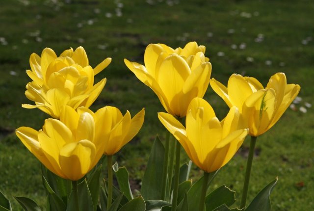 Самые некапризные и неприхотливые виды и сорта ботанических тюльпанов
