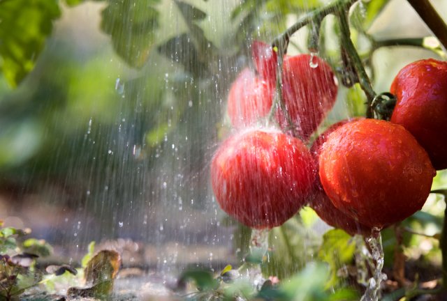 полив помидоров