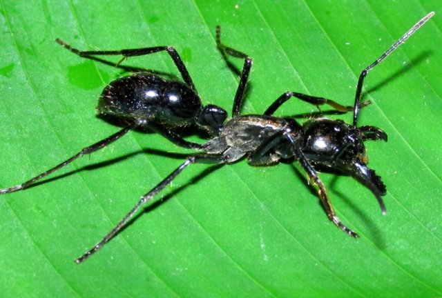 Динозавровый муравей. Динопонера гигантская муравей. Dinoponera Roger. Динопонеры муравьи.