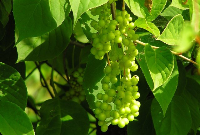 гроздь плодов лимонника китайского