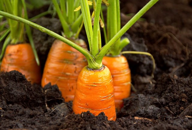 морковь на грядке