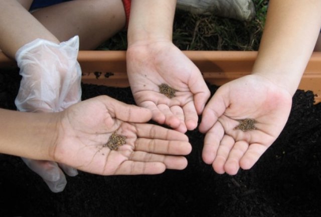 мелкие семена на детских руках