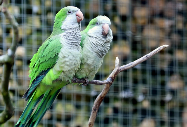 говорящие попугаи калита