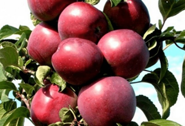 сорт колоновидных яблок червонец