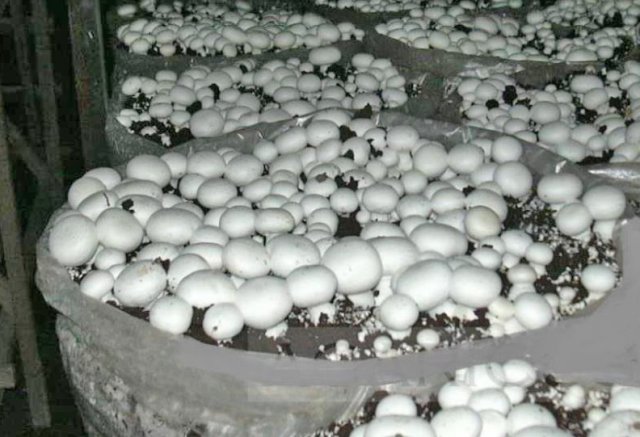 как вырастить грибы в квартире в подвале
