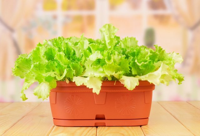 выращивание салата на подоконнике