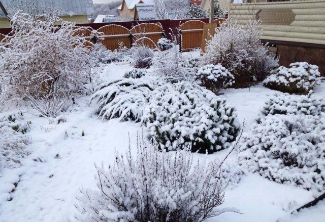 Укрытие растений снегом