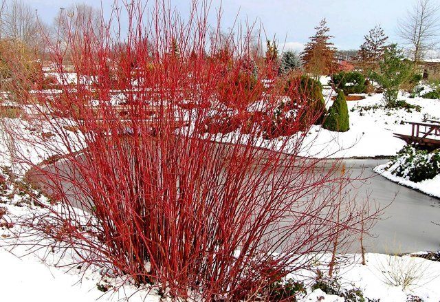 Красный дерен, сад зимой украсить