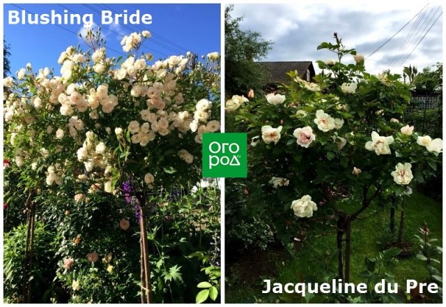 штамбовые розы Blushing Bride и Jacqueline du Pre