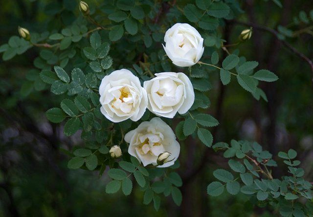 Роза морщинистая Альба