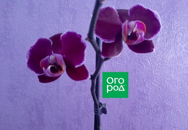 Орхидея фаленопсис Черная мамба (Black mamba)