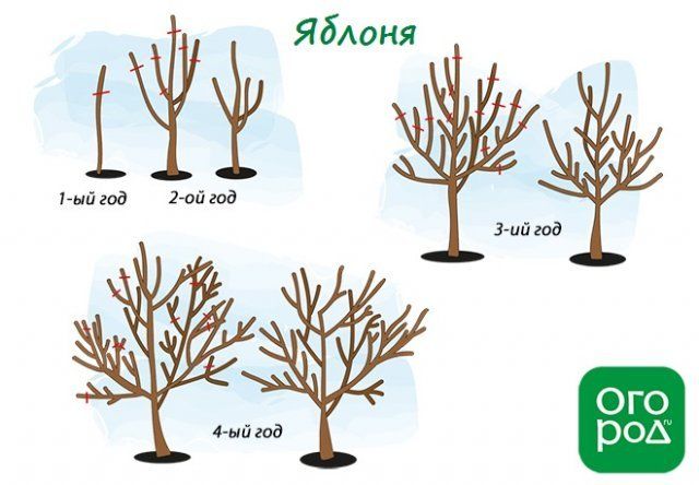 Схема обрезки яблони весной