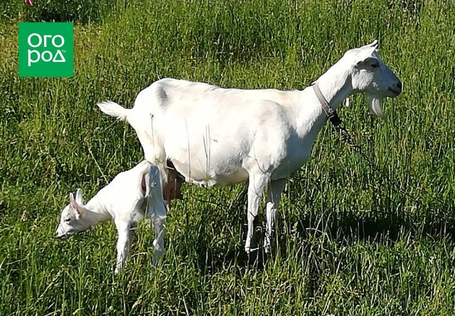 Зааненская порода коз