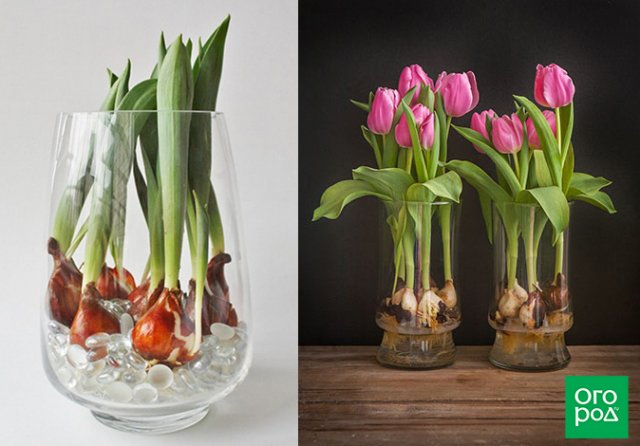 тюльпаны в вазе с луковицами