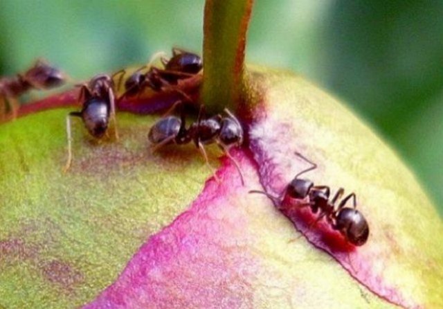 муравьи на пионе