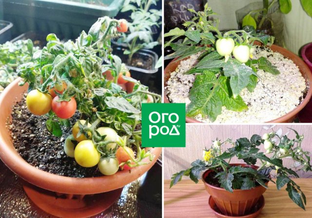 сорта томатов для зимнего выращивания 