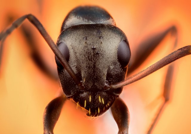 Крупный план муравья