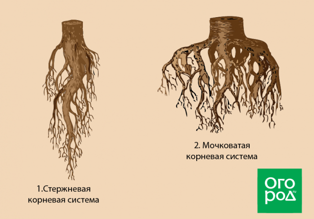 Стержневая корневая система состоит из