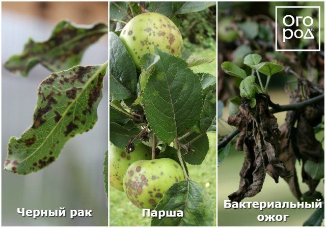 черный рак, парша, бактериальный ожог, пятна на листьях груши и яблони