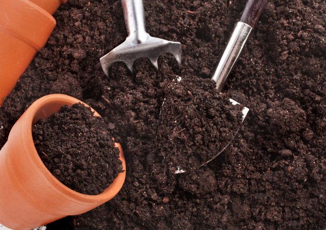 Состав почвы для рассады лобелии