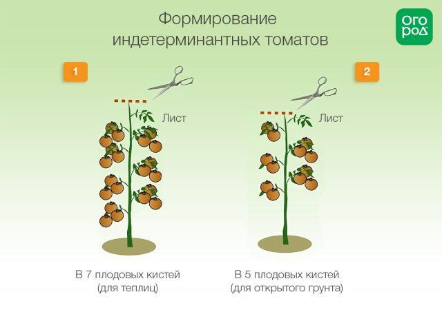 Схема формирования индетерминантных томатов