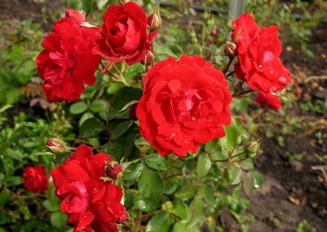 Канадская роза Шамплейн