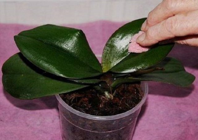 Обработка орхидеи
