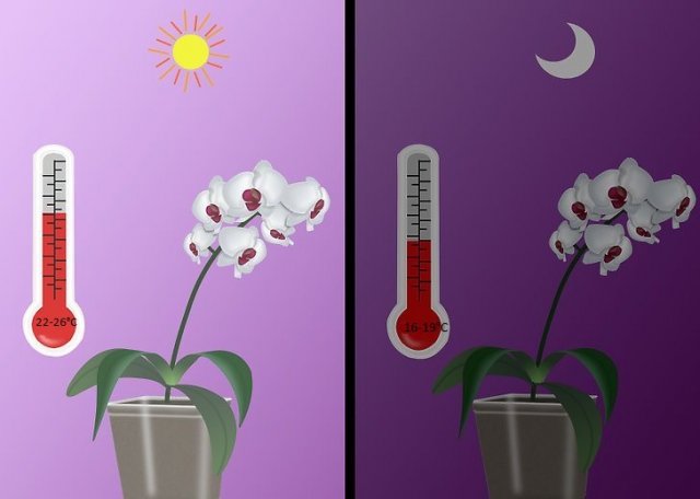 Разница между дневной и ночной температурами для орхидей
