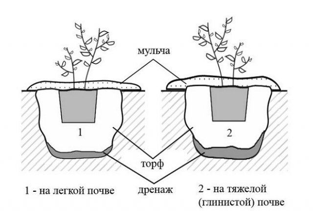 Схема посадки голубики