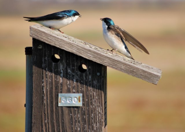 A pair of mating tree swallows perched on a nesting box singing to each other.