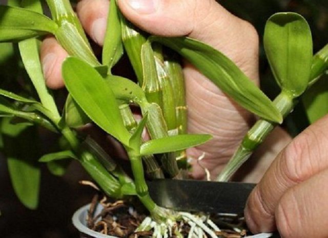 Размножением орхидеи делением куста