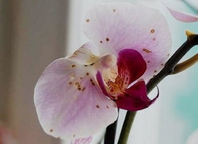 Серая гниль на цветке орхидеи