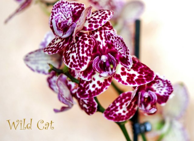 Орхидея фаленопсис пелорик Дикий кот (Wild cat)