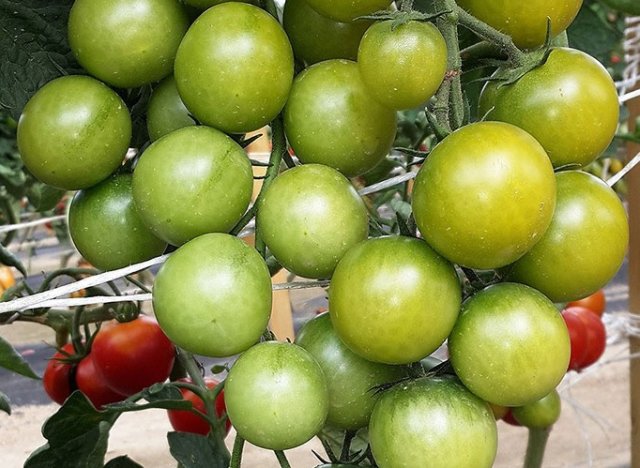 Лучшие гибриды томатов 2020