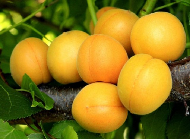 абрикос алеша