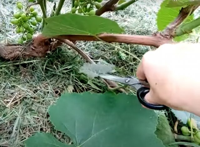 удаление листьев винограда