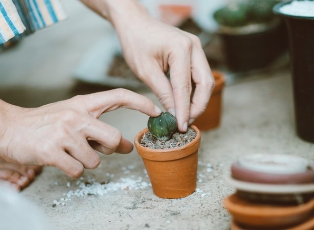 Как вырастить кактус в домашних условиях